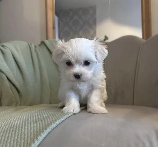 Maltese  | Foto 1