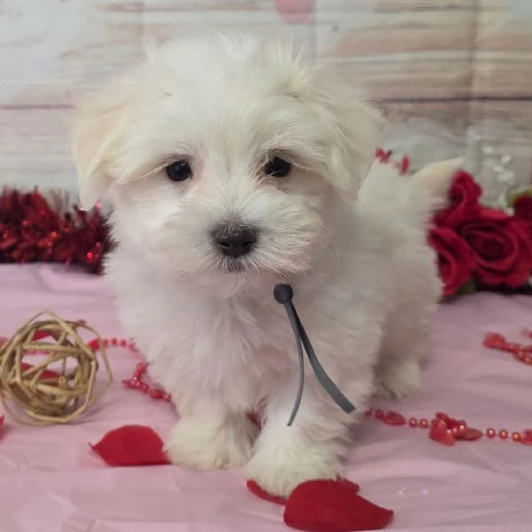 Maltese 