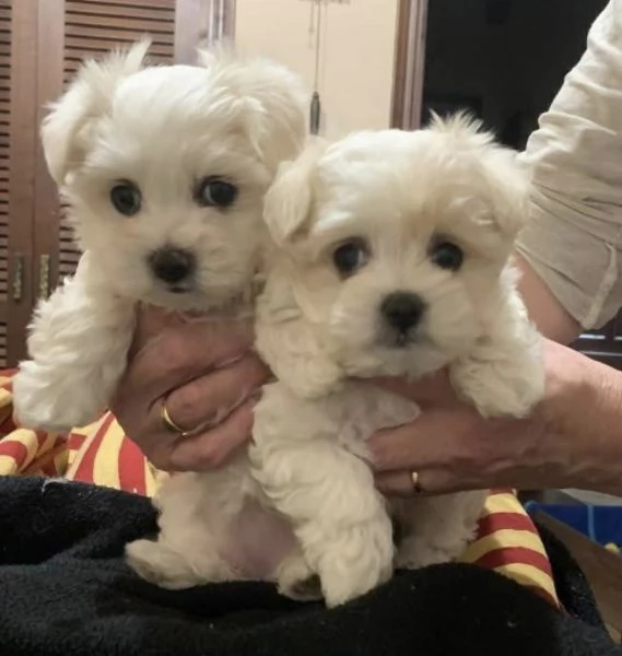 Maltese  | Foto 0