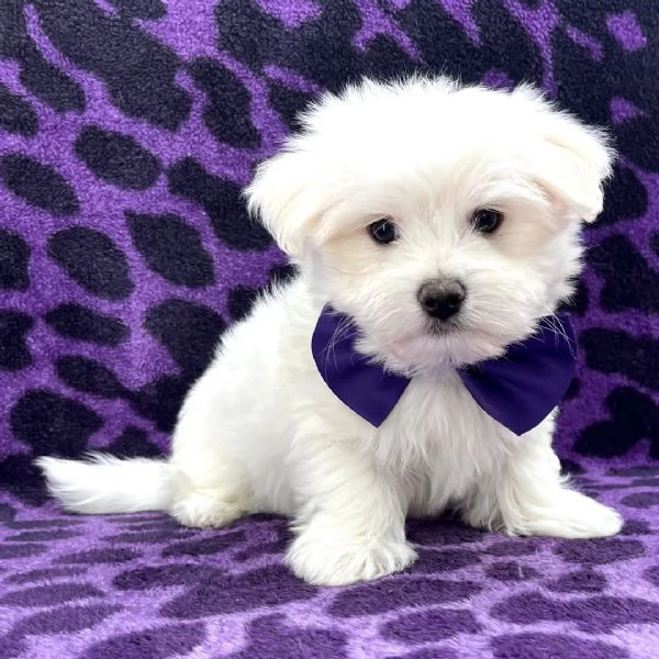 Maltese 