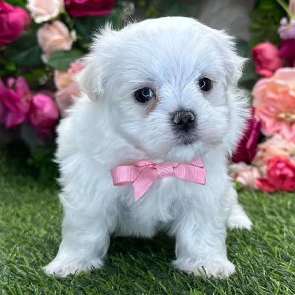 Maltese  | Foto 0