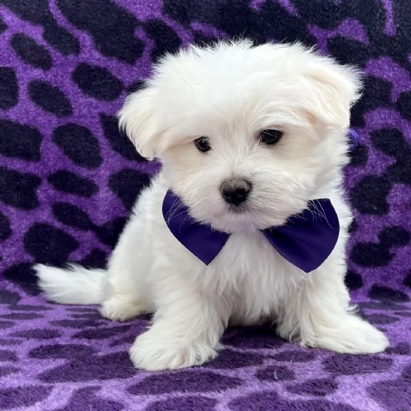 Maltese  | Foto 0
