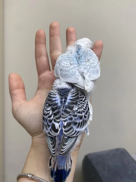 Cocorita ALLEVATA A MANO  | Foto 5