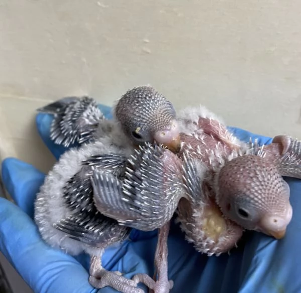 Cocorita ALLEVATA A MANO  | Foto 4