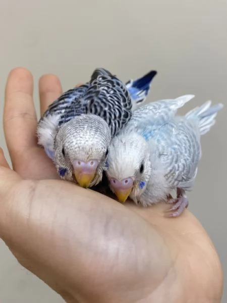Cocorita ALLEVATA A MANO  | Foto 3