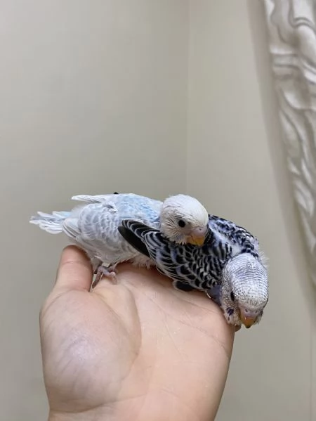 Cocorita ALLEVATA A MANO 