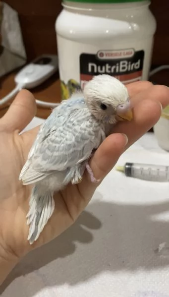 Cocorita ALLEVATA A MANO  | Foto 0