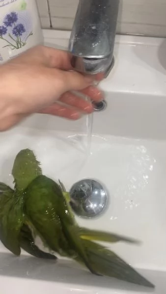 Parrocchetto dal collare ALLEVATO A MANO  | Foto 4