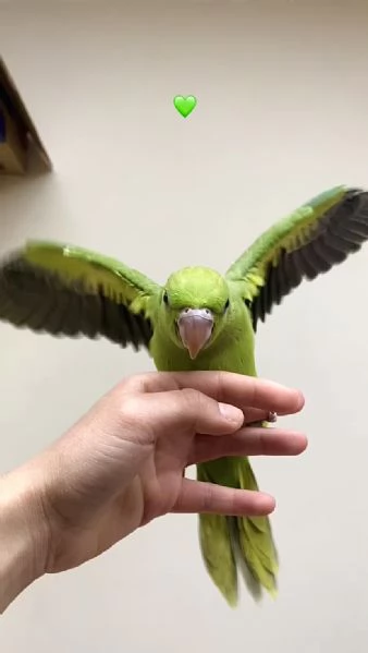 Parrocchetto dal collare ALLEVATO A MANO  | Foto 1