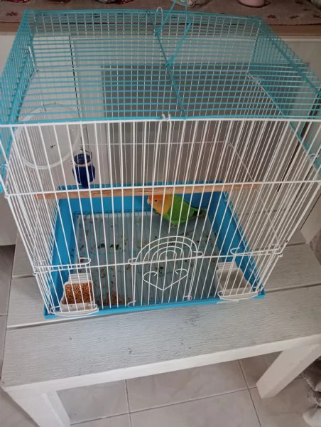 Inseparabili 