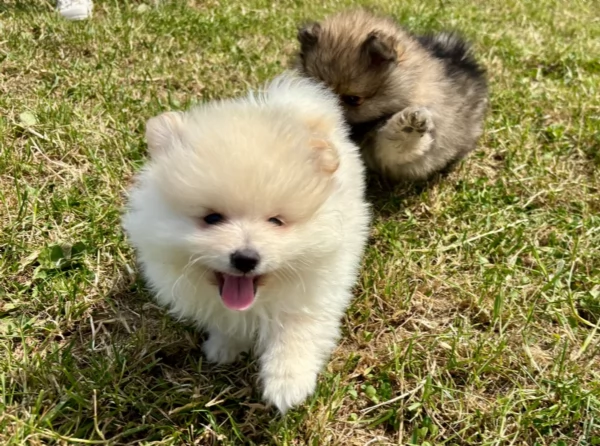 Regalo meravigliosi Volpino Pomerania per adozione