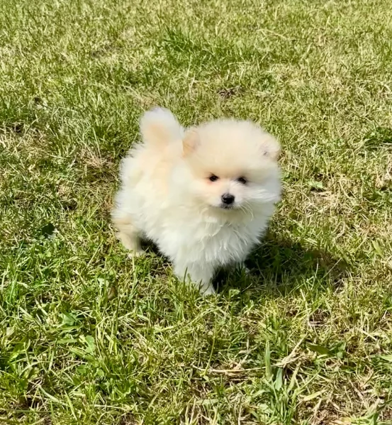 Regalo meravigliosi Volpino Pomerania per adozione | Foto 1