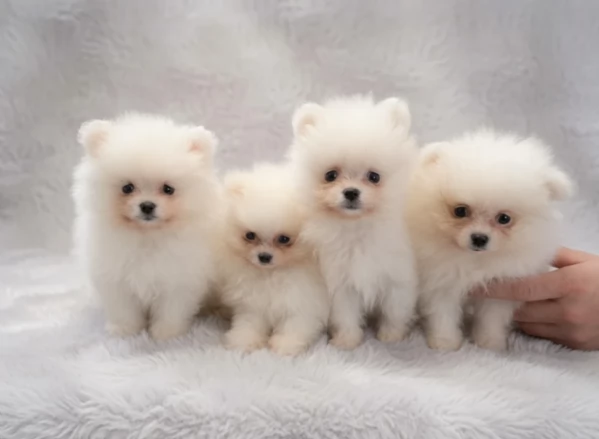 Regalo meravigliosi Volpino Pomerania per adozione