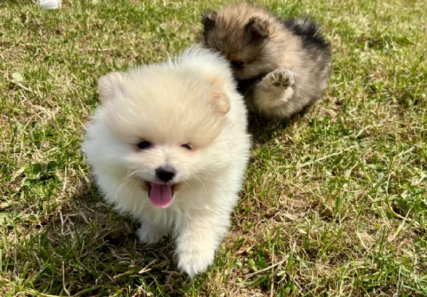 Regalo meravigliosi Volpino Pomerania per adozione | Foto 1