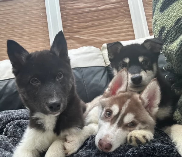 dispone di tre splendidi cuccioli maschi di siberian husky 