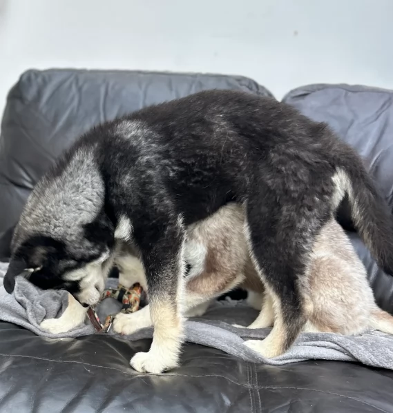 dispone di tre splendidi cuccioli maschi di siberian husky  | Foto 4