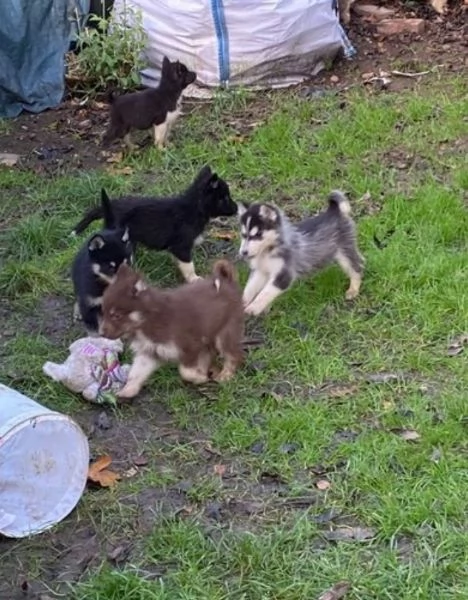 dispone di tre splendidi cuccioli maschi di siberian husky  | Foto 3