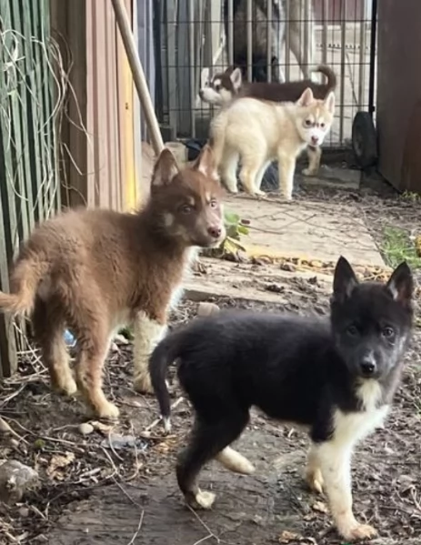 dispone di tre splendidi cuccioli maschi di siberian husky  | Foto 2