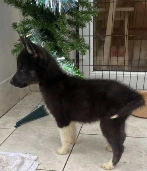 dispone di tre splendidi cuccioli maschi di siberian husky  | Foto 1