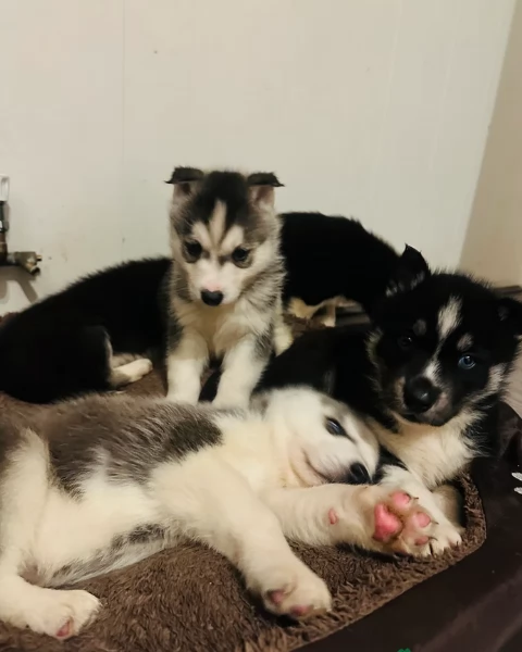 dispone di tre splendidi cuccioli maschi di siberian husky  | Foto 0