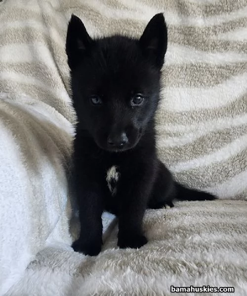 dispone di tre splendidi cuccioli maschi di siberian husky 