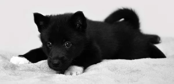 dispone di tre splendidi cuccioli maschi di siberian husky  | Foto 0