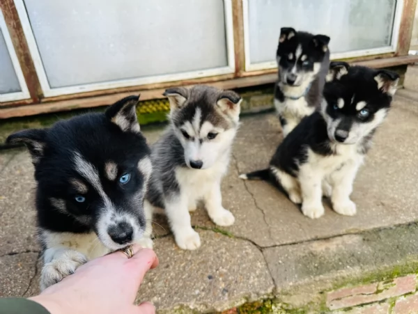 dispone di tre splendidi cuccioli maschi di siberian husky  | Foto 2