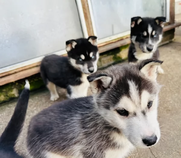 dispone di tre splendidi cuccioli maschi di siberian husky 