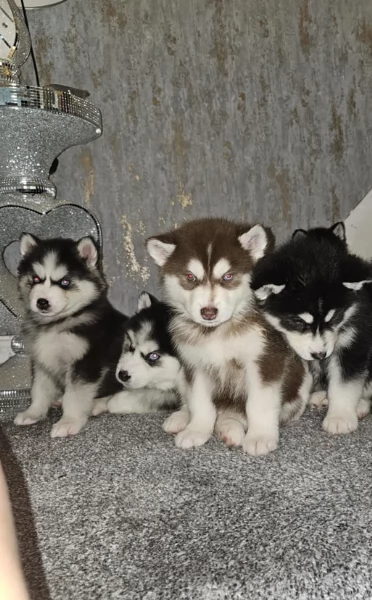 dispone di tre splendidi cuccioli maschi di siberian husky  | Foto 2