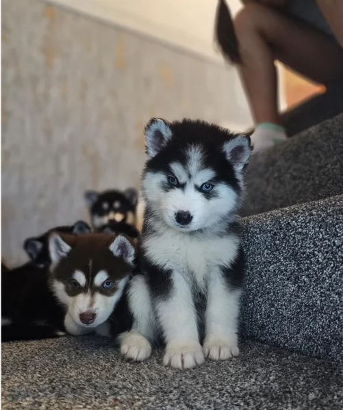 dispone di tre splendidi cuccioli maschi di siberian husky  | Foto 1