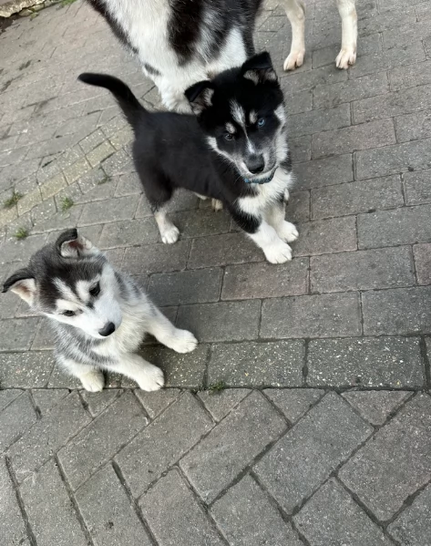 dispone di tre splendidi cuccioli maschi di siberian husky  | Foto 2