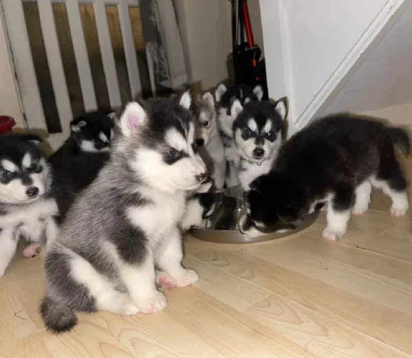 dispone di tre splendidi cuccioli maschi di siberian husky  | Foto 1