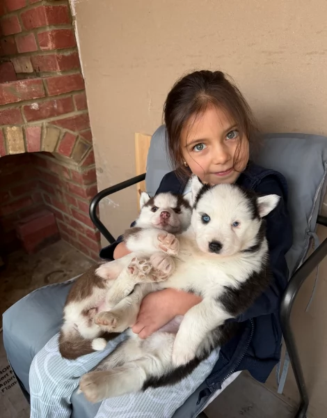 dispone di tre splendidi cuccioli maschi di siberian husky 