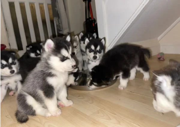 dispone di tre splendidi cuccioli maschi di siberian husky  | Foto 0