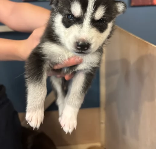 dispone di tre splendidi cuccioli maschi di siberian husky  | Foto 3