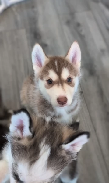 dispone di tre splendidi cuccioli maschi di siberian husky  | Foto 2