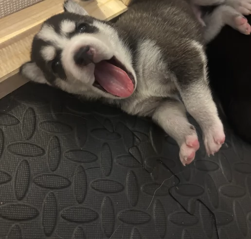 dispone di tre splendidi cuccioli maschi di siberian husky  | Foto 0