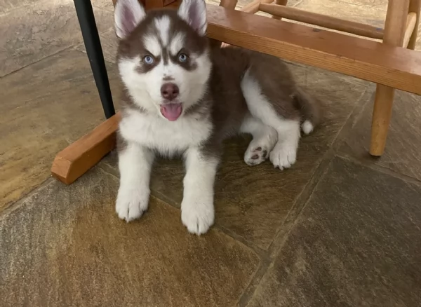dispone di tre splendidi cuccioli maschi di siberian husky 