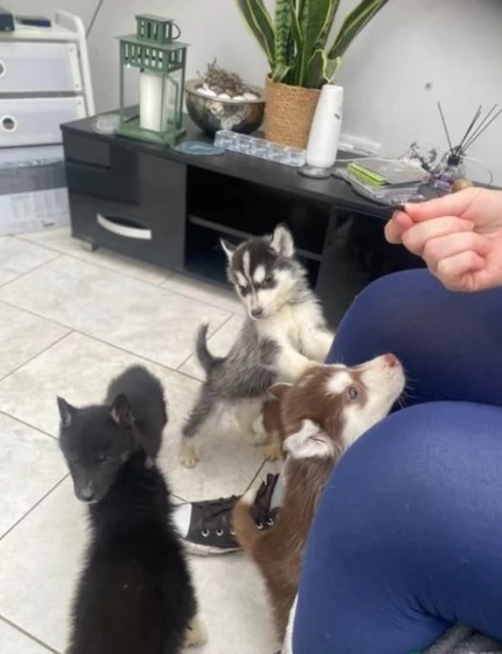 dispone di tre splendidi cuccioli maschi di siberian husky  | Foto 0