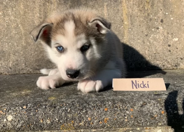 dispone di tre splendidi cuccioli maschi di siberian husky  | Foto 5