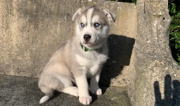 dispone di tre splendidi cuccioli maschi di siberian husky  | Foto 4