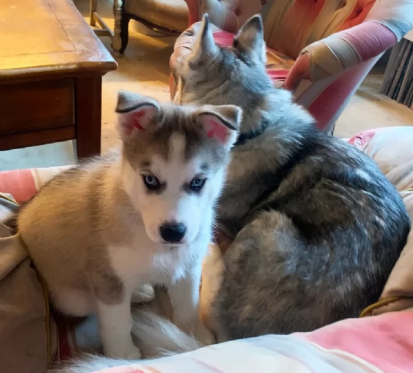 dispone di tre splendidi cuccioli maschi di siberian husky  | Foto 3
