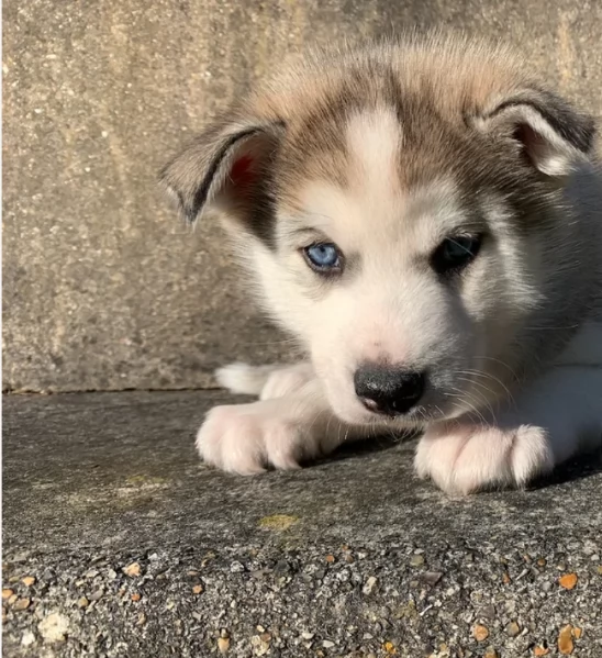 dispone di tre splendidi cuccioli maschi di siberian husky  | Foto 2