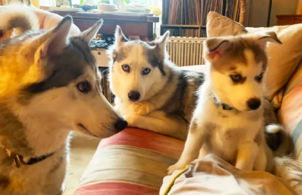dispone di tre splendidi cuccioli maschi di siberian husky  | Foto 1