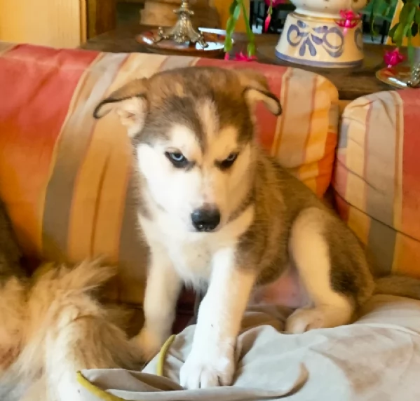 dispone di tre splendidi cuccioli maschi di siberian husky  | Foto 0