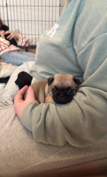 Bellissimi cuccioli di Carlino subito disponibili per adozione | Foto 3