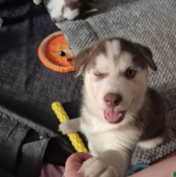 dispone di tre splendidi cuccioli maschi di siberian husky  | Foto 3