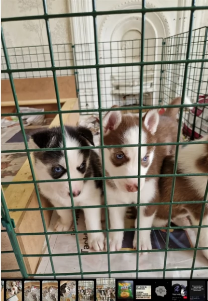 dispone di tre splendidi cuccioli maschi di siberian husky  | Foto 0