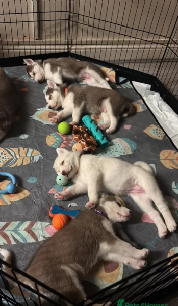 dispone di tre splendidi cuccioli maschi di siberian husky  | Foto 1