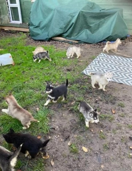 dispone di tre splendidi cuccioli maschi di siberian husky  | Foto 0